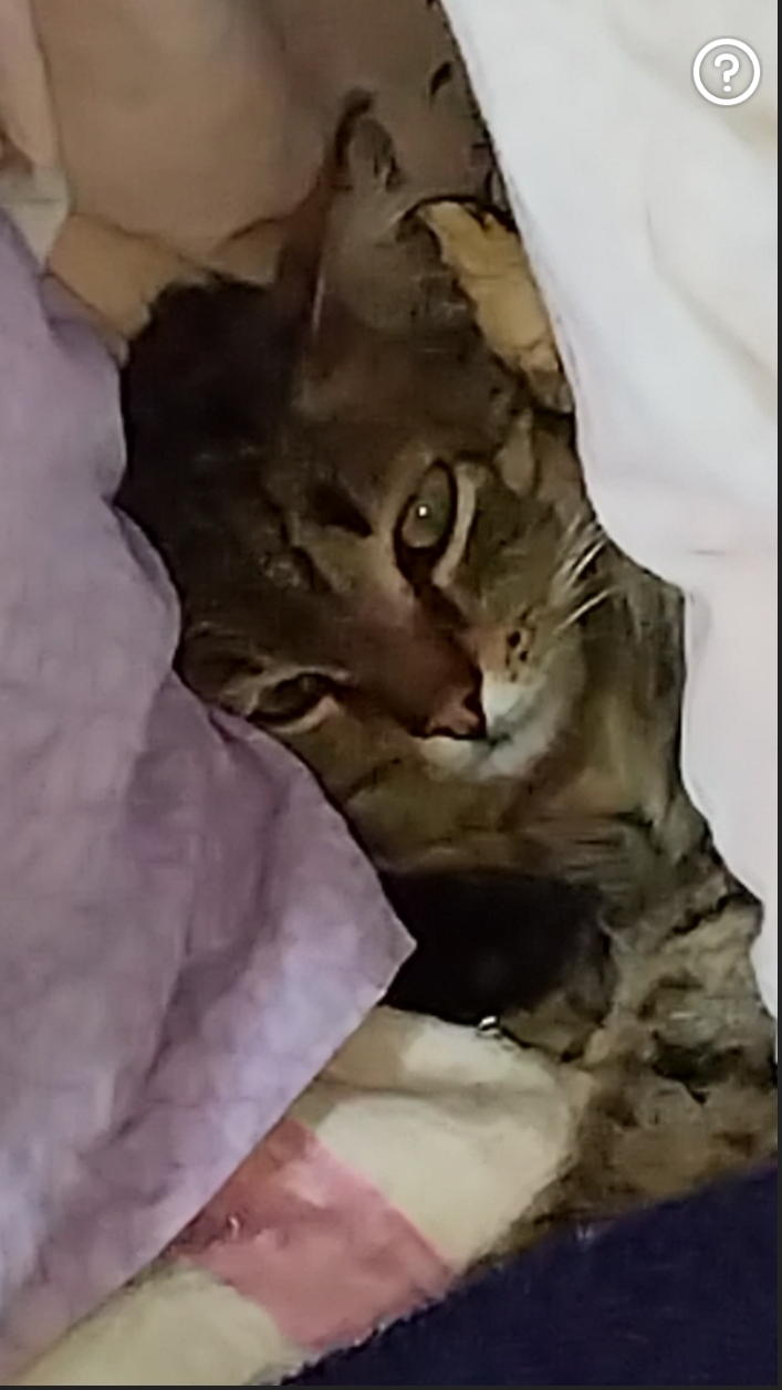 И у кота, терпение, ЛОПНУЛО!🙀 Смешные животные! 😻 02-02-2026 смотреть онлайн