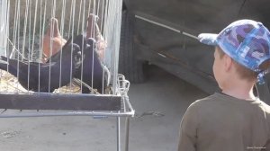 Голубиный рынок Рязань 18.06.2023