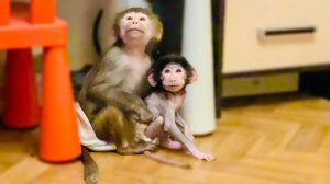 Мы ЗНАКОМИМ Степашку с Жориком! Посмотрите реакцию Люськи)))