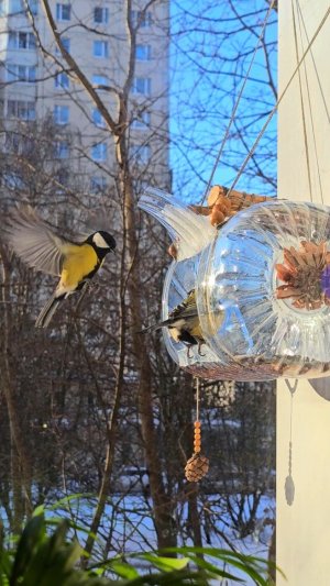 Синички за окном едят семечки из кормушки сделанной своими руками
