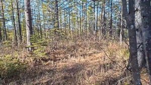 По дорогам войны. Село Победино (Сахалин). Часть 3