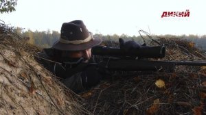 На реву. Благородный олень в Смоленской области.