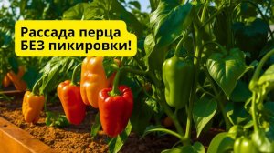 Как вырастить много рассады перца БЕЗ пикировки- наш способ.