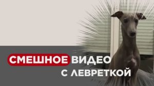 НУ, КЛАСС! СМЕШНОЕ ВИДЕО С ЛЕВРЕТКОЙ