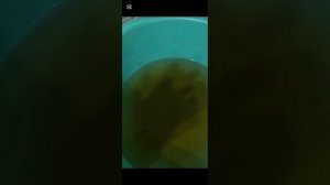 Инкубация 2026