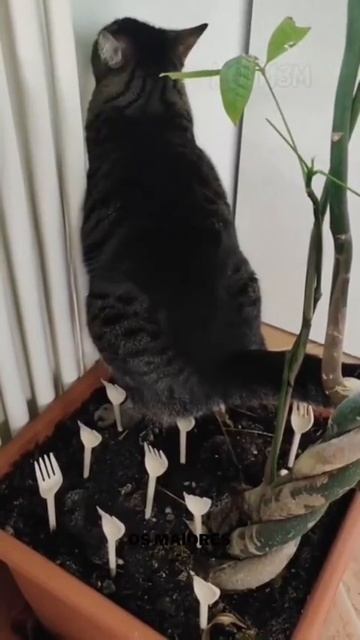 Наивные смотреть онлайн