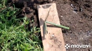 Покос. Рассаживаю клубнику. Пошли за участок. Урожай.