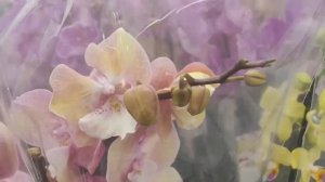 VLOG в Лемано за грунтом , а там завоз орхидей. Вечерний концерт 😂. Купили семена и кофту