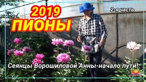 СЕЯНЦЫ АННЫ ВОРОШИЛОВОЙ-2 ЧАСТЬ/САД ВОРОШИЛОВОЙ