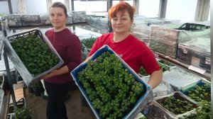 РАБОТА С ЧЕРЕНКАМИ ХРИЗАНТЕМЫ И ПЕТУНИИ ПРОДОЛЖАЕТСЯ.