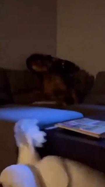 Прежде чем заводить дома потомка динозавров, подумайте о своих домашних животных смотреть онлайн