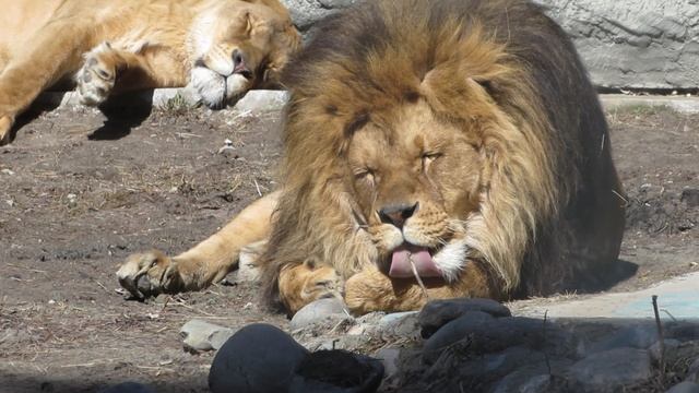 Чистюля Ричард