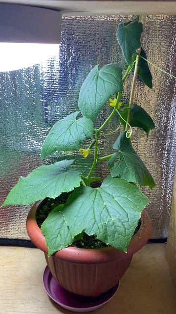 Первые огурчики к 23 февраля на подоконнике