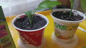 Черенкование комнатного лимона