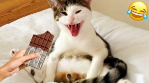 7 МИНУТ СМЕХА | ЛУЧШИЕ ПРИКОЛЫ С ЖИВОТНЫМИ | ПРО ЖИВОТНЫХ | СМЕШНЫЕ ЖИВОТНЫЕ