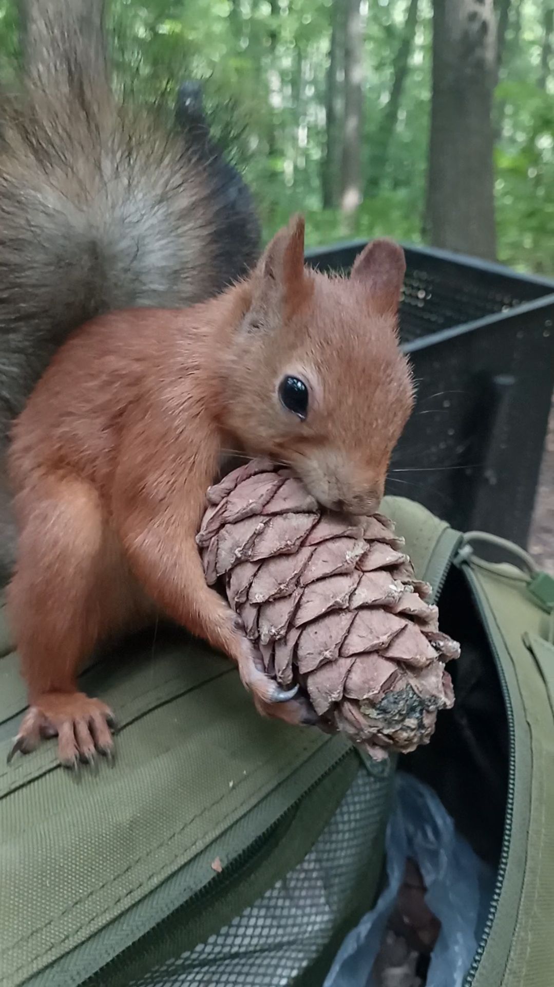 Белка пришла за шишкой. Июль 2023 смотреть онлайн