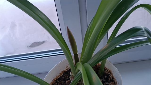 3.02.26. Борюсь со снегом. Скоро зацветет. Вкусняшки из погреба. смотреть онлайн