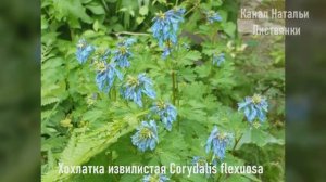 Хохлатки в моём саду. Хохлатка плотная, Аллена, прицветниковая, жёлтая, извилистая