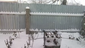 Кормушка. (02.01.2026.)