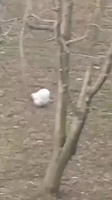 Снег сошел - пора курочек разводить! Не рано, как думаете?.. смотреть онлайн