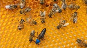 Вывод маток 2025 г. От А до Я.