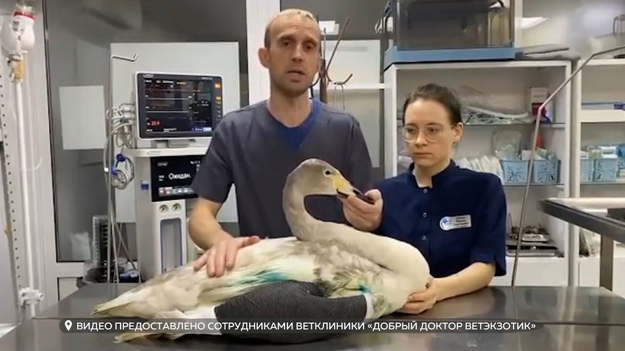 Травмированного лебедя с АБ в Бийске удалось поймать и доставить к волонтёрам-ветеринарам в Барнаул смотреть онлайн