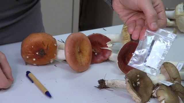 Коллекция грибов: как мы это делаем