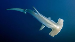 Tobaccowood The scalloped hammerhead