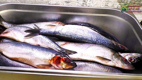 НЕ МАРИНУЙТЕ СЕЛЕДКУ. Нет рецепта лучше старой классики, Алюторская сельдь пряного посола