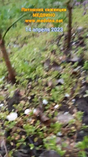 Кизилы 1 год цвет смотреть онлайн