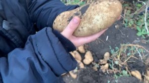 Картофель Лапоть. Питомник  семьи Мирошниченко!