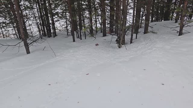 ❄ Милая белочка носик в снегу #зима #природа #берегитеприроду