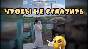 Плюньте,чтобы не сглазить #забавныеживотные #поржать