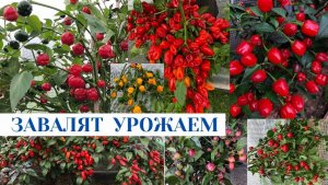 ОБЗОР КОЛЛЕКЦИОННЫЕ СВЕРХ ОСТРЫЕ ПЕРЦЫ / ПОЧЕМУ НЕ ПОЕХАЛИ В ДЕРЕВНЮ