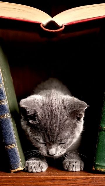 Shelf Life / срок годности #shorts #cat #веселыекоты #прикольныекоты #прикольныекоты #cute смотреть онлайн