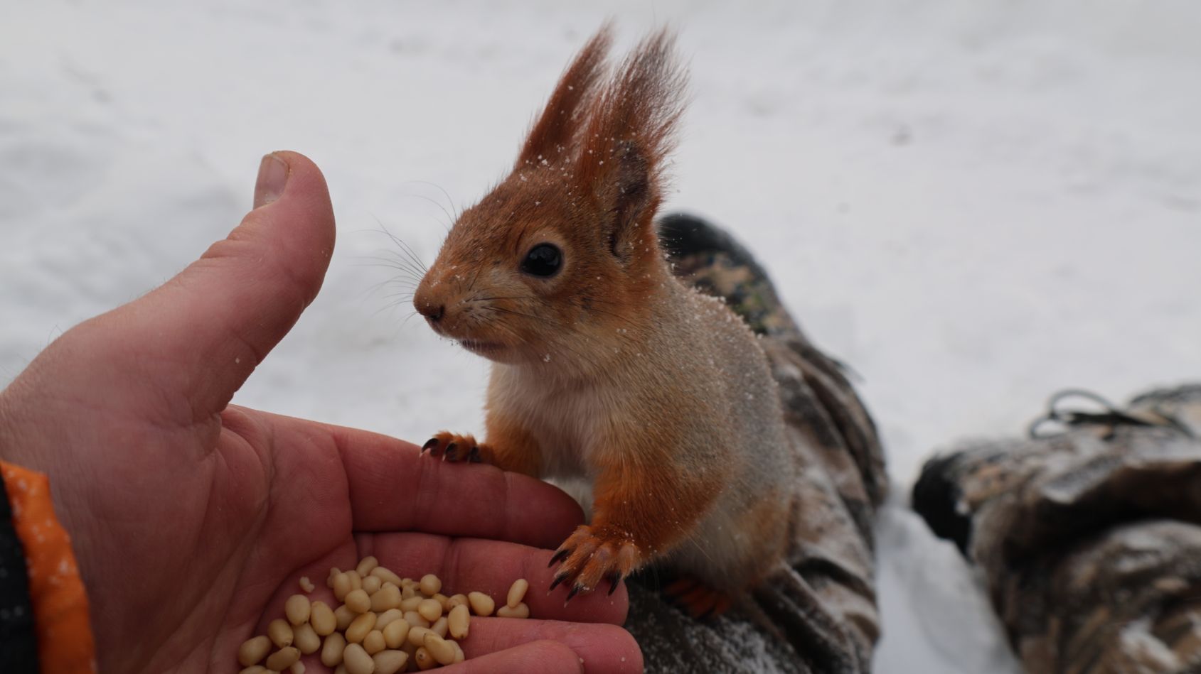 Балерина забежала перекусить смотреть онлайн