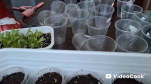 Сею новые растюхи.☘️не удержалась,купила😉пересаживаю Армерию.