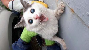 Белка летяга? Белка кусака!