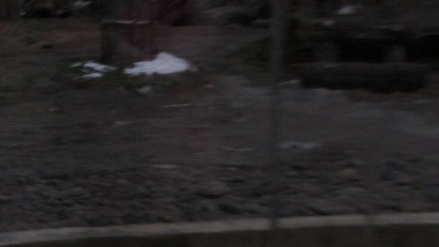 Белка и Стрелка теперь отдельно от мамы.