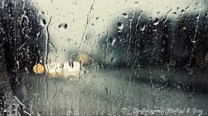 Domini canes (Reality)