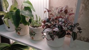 3 февраля 2026 г.Новые комнатные растения в коллекции. Рассада петунии,гацания и земляника