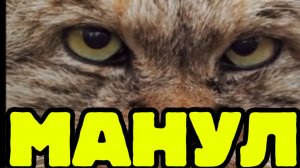 Манул дикий кот , познавательное видео для детей