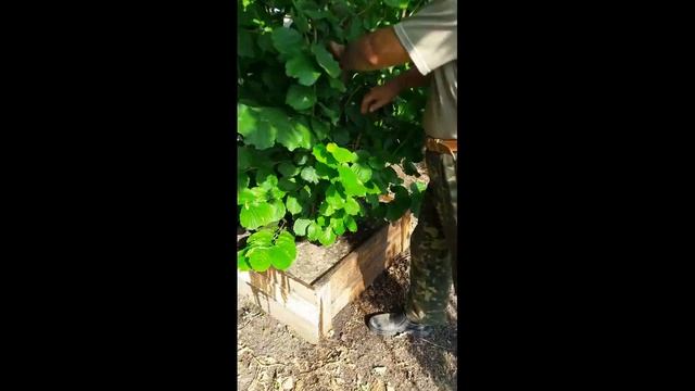 Размножение фундука. Фундук Барселонский смотреть онлайн