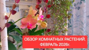 ОБЗОР КОМНАТНЫХ РАСТЕНИЙ.🌼💖 ФЕВРАЛЬ 2026г.🎁🎄✨