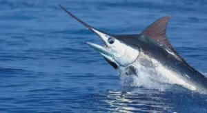 ... Рыба - Меч - Что мы знаем о ней....