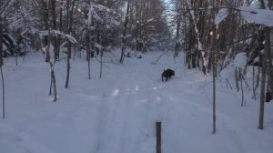 Прогулка морозным днем! Испытали Дастера в заснеженном поле!