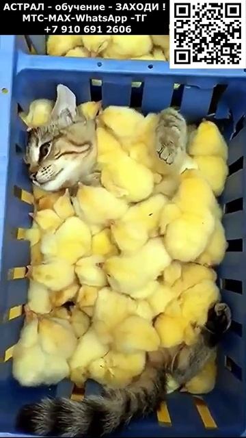 Релакс для котиков. Кот и цыплята. Позитив. Юмор. Нейросеть. ИИ #настроение #юмор #смешное #анекдот смотреть онлайн