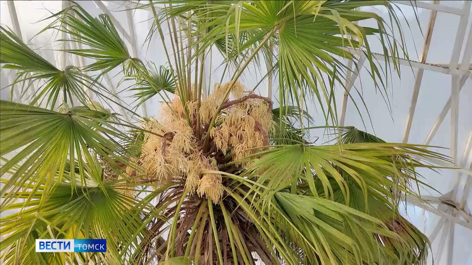 Вести-Томск, выпуск от 02.02.2026 21:10 смотреть онлайн