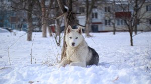 🐕🚀 Разуменская сигнальная собака