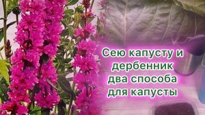 Посев капусты двумя способами, посев дербенника